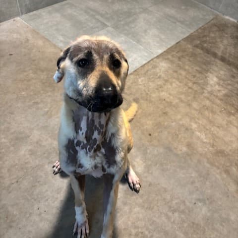 Kangal-Hirtenhund-Mix Hannah