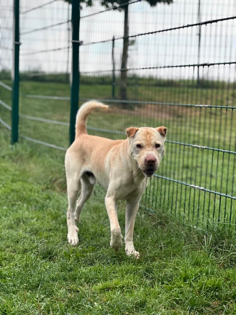 Shar-Pei-Mix Chicco