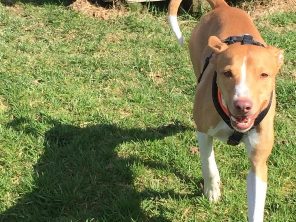 Jumper - Podenco Canario - Bild 18