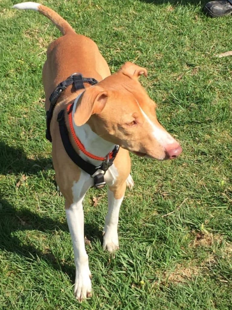 Jumper - Podenco Canario - Bild 21