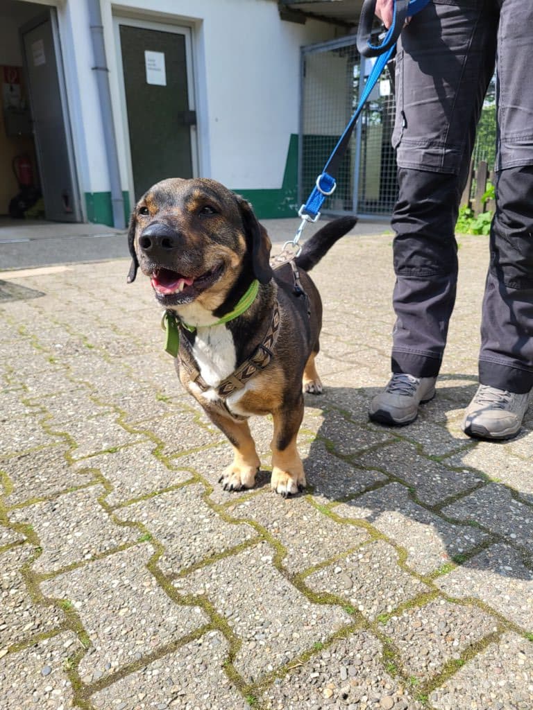 Akela - Dackel - Bild 2