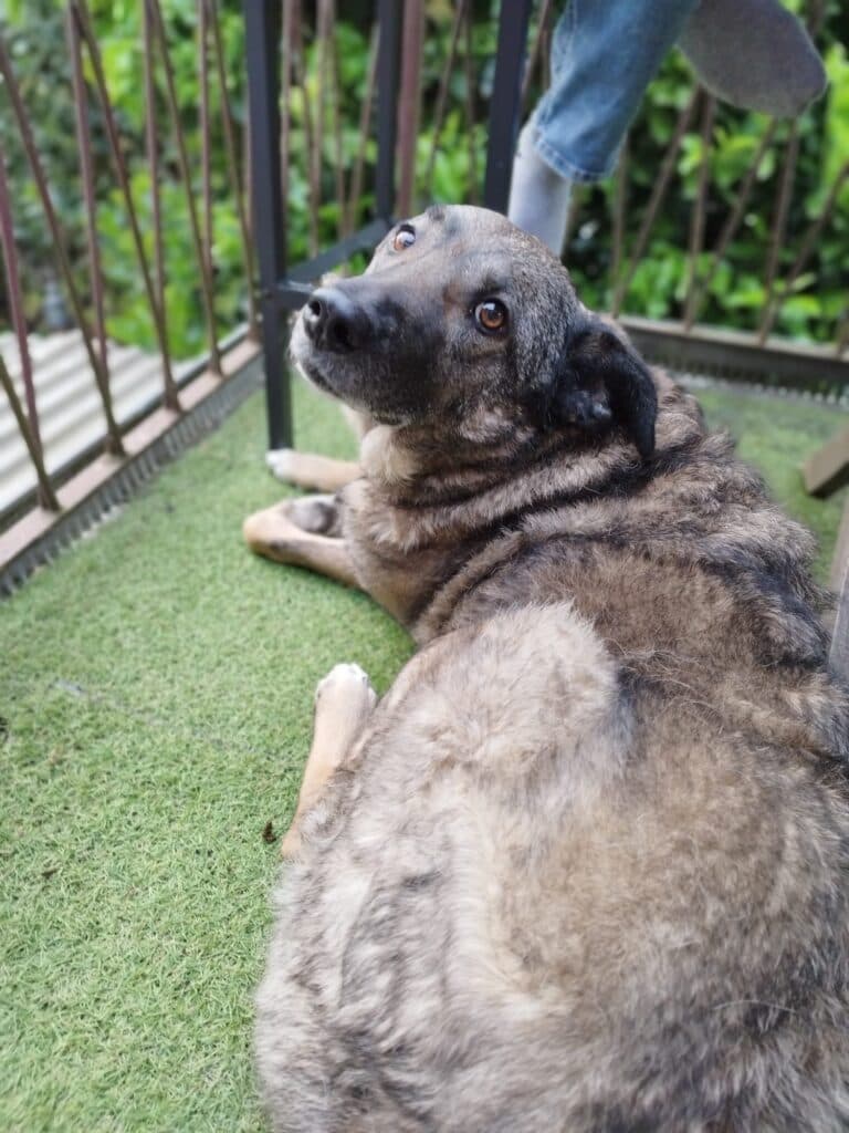 Deutscher Schäferhund-Mix Hera