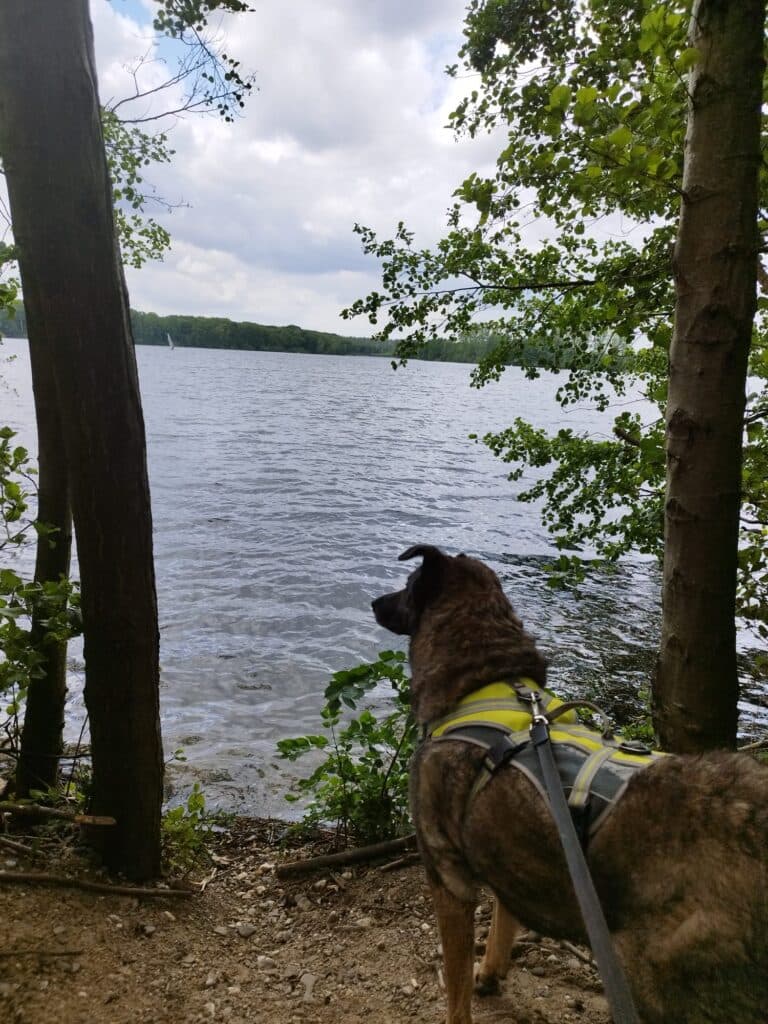 Hera - Deutscher Schäferhund - Bild 4