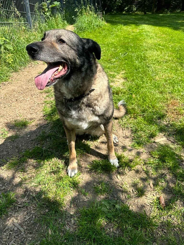 Hera - Deutscher Schäferhund - Bild 2