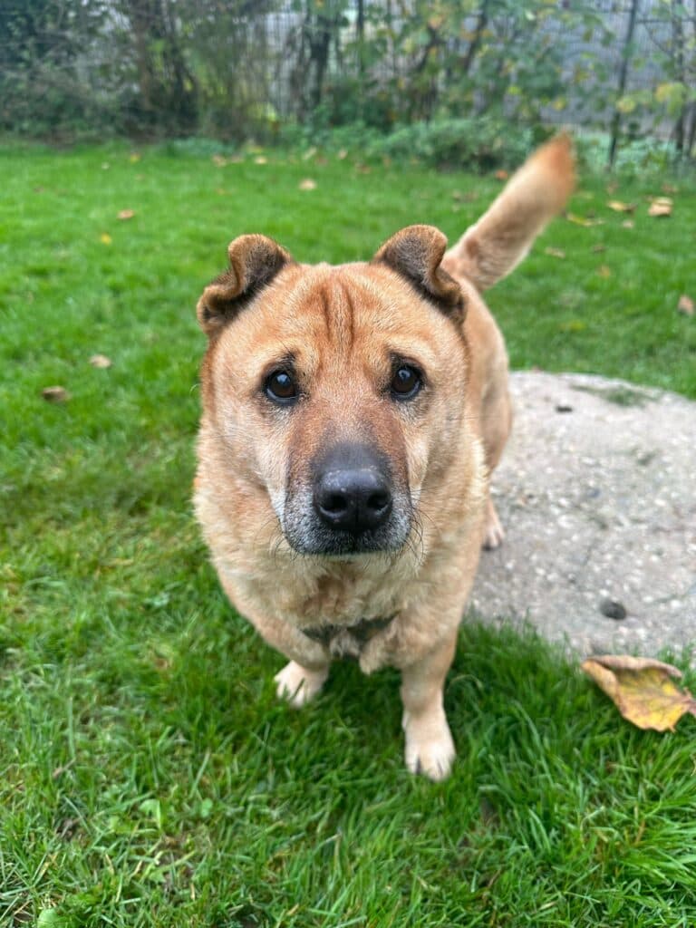 Hexe - Shar-Pei - Bild 2