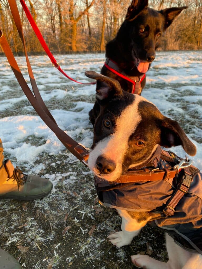 Odin - Jack Russell Terrier - Bild 3