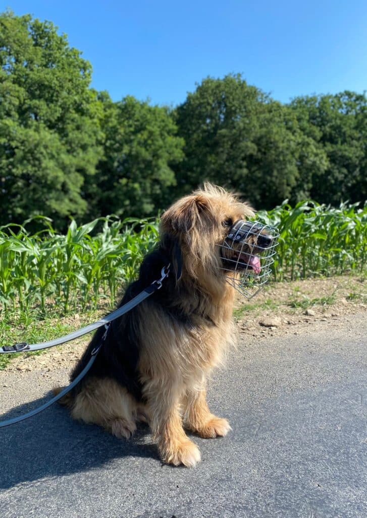 Briard-Mix Herr Hund