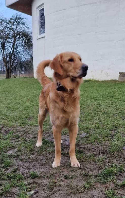 Golden Retriever Appa