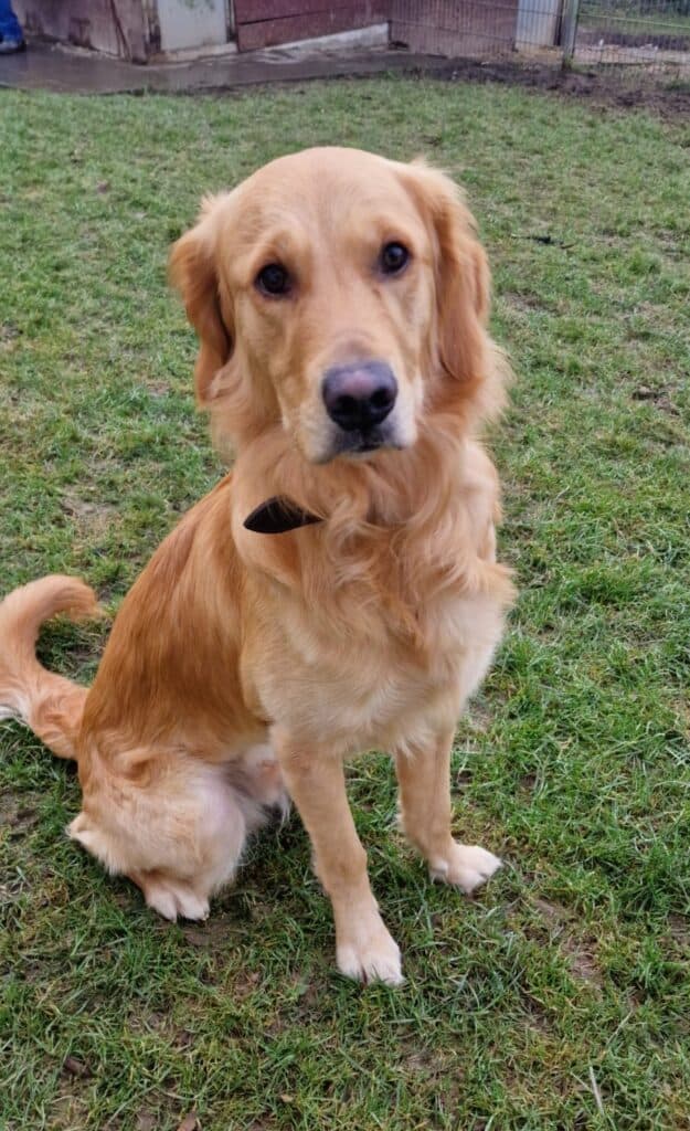 Appa - Golden Retriever - Bild 3