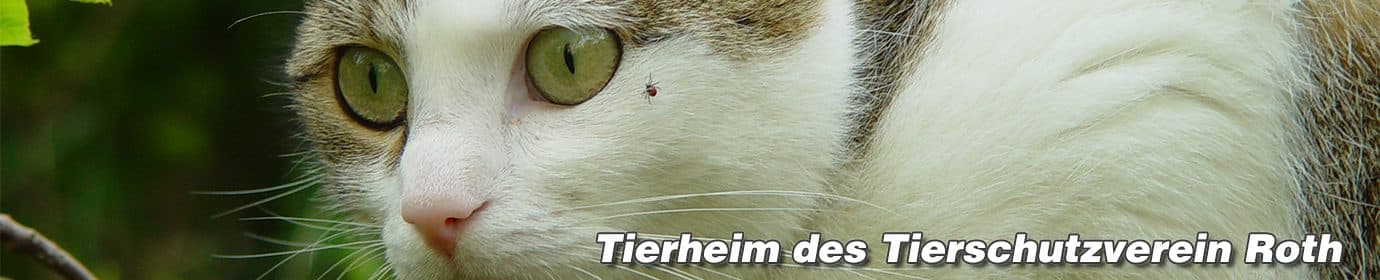 Waletta - Cane Corso Italiano - Bild 10