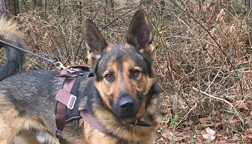 Deutscher Schäferhund Prinz