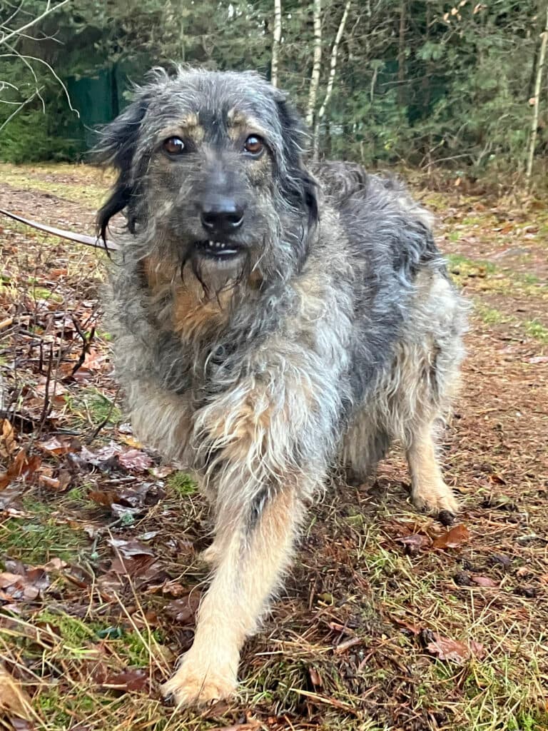 Dascha - Briard - Bild 5