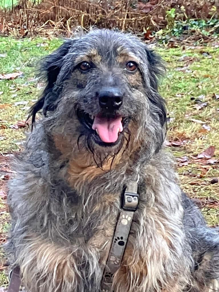 Dascha - Briard - Bild 8