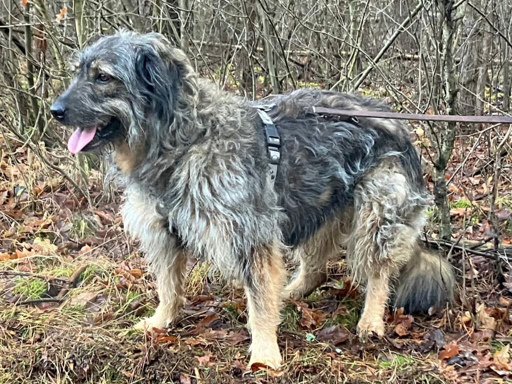Dascha - Briard - Bild 2