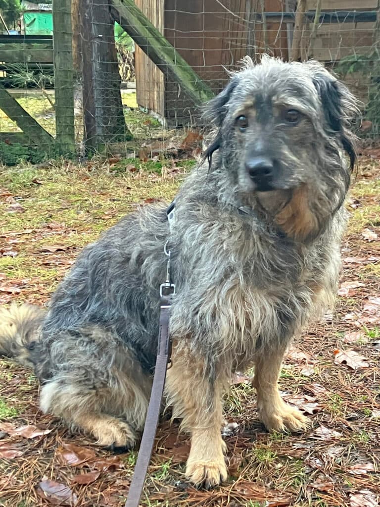 Dascha - Briard - Bild 9