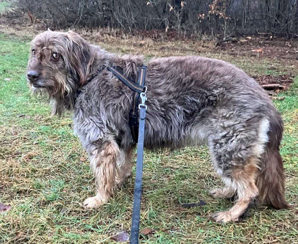 Mascha - Briard - Bild 2