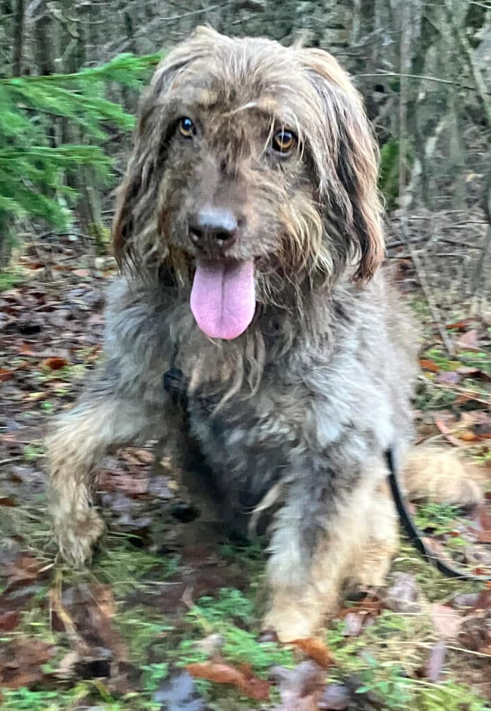 Mascha - Briard - Bild 4