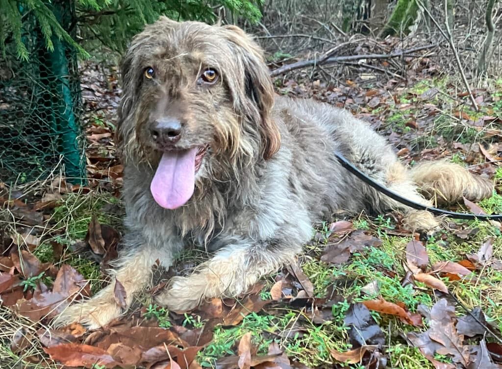 Mascha - Briard - Bild 3