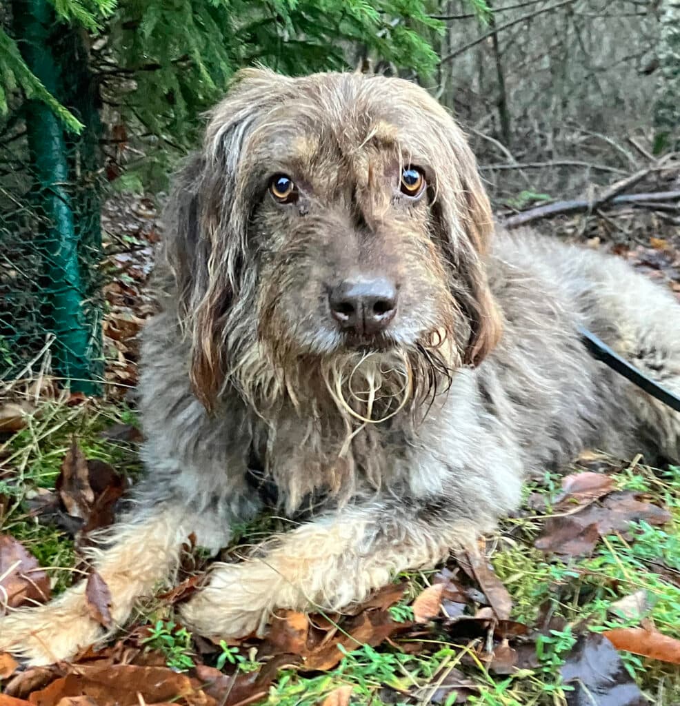 Mascha - Briard - Bild 10