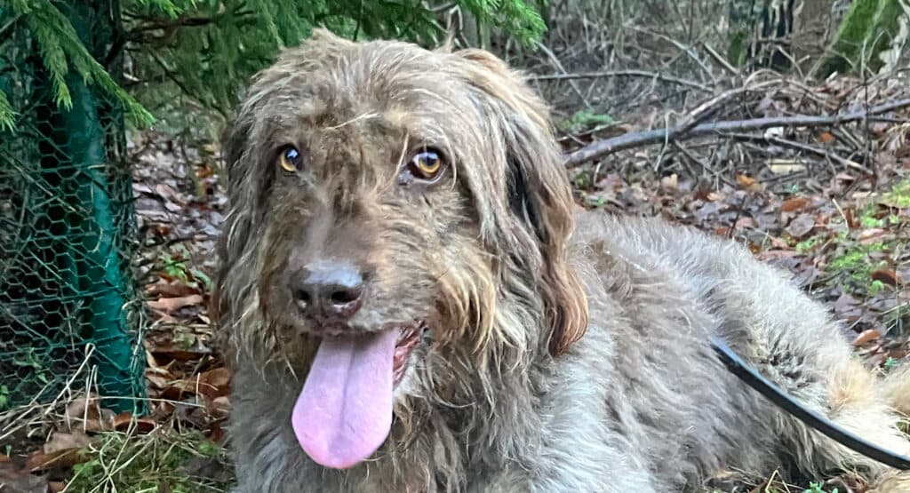 Briard Mascha