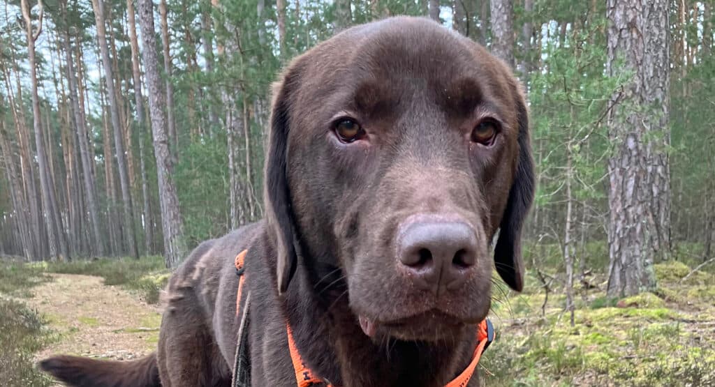 Labrador Retriever Bruno