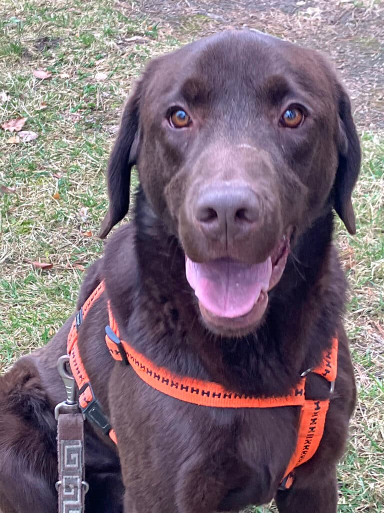 Bruno - Labrador Retriever - Bild 6