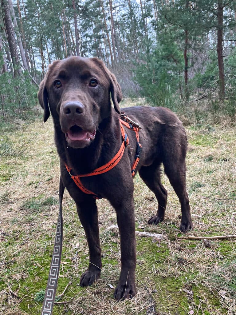 Bruno - Labrador Retriever - Bild 3