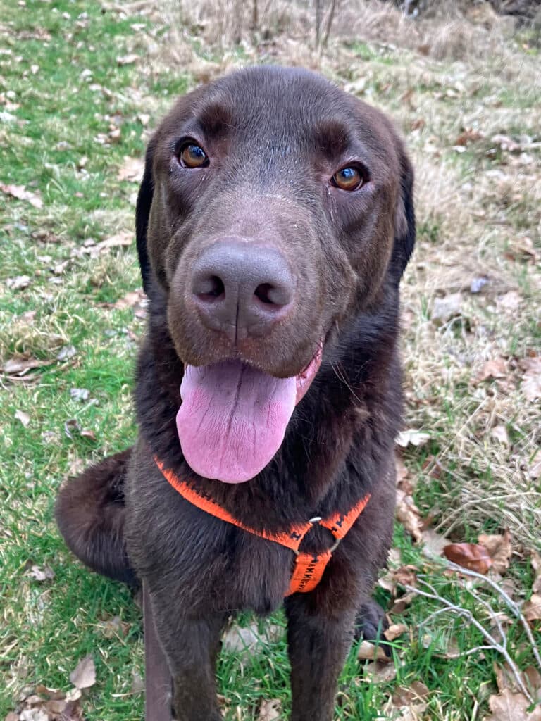 Bruno - Labrador Retriever - Bild 11