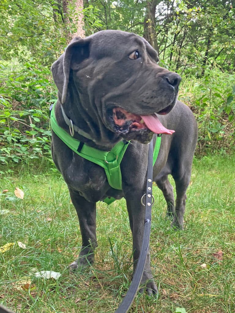 Waleska - Cane Corso Italiano - Bild 10