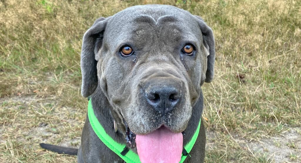 Cane Corso Italiano-Mix Waleska
