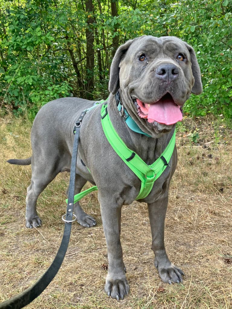 Waletta - Cane Corso Italiano - Bild 6