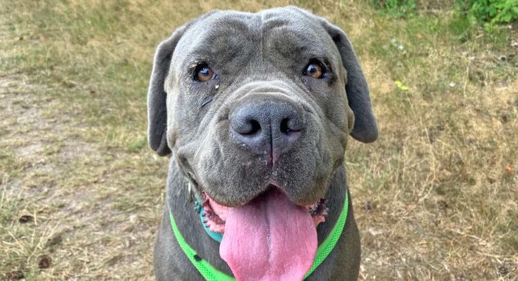 Cane Corso Italiano-Mix Waletta