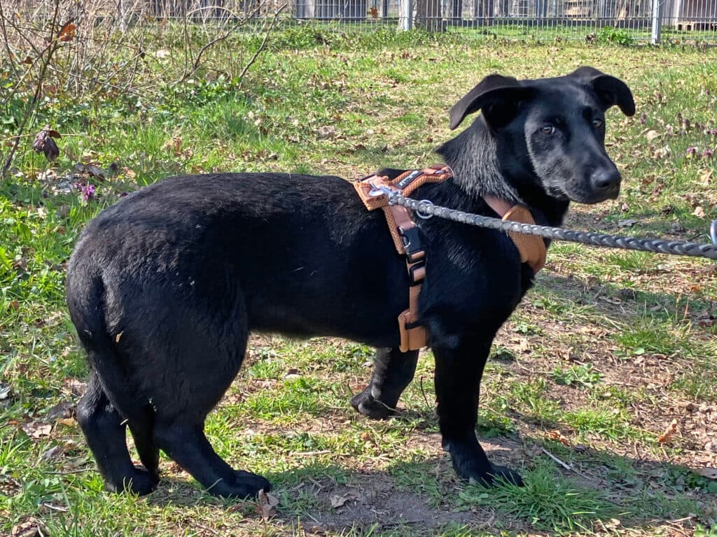 Mari - Labrador Retriever - Bild 7