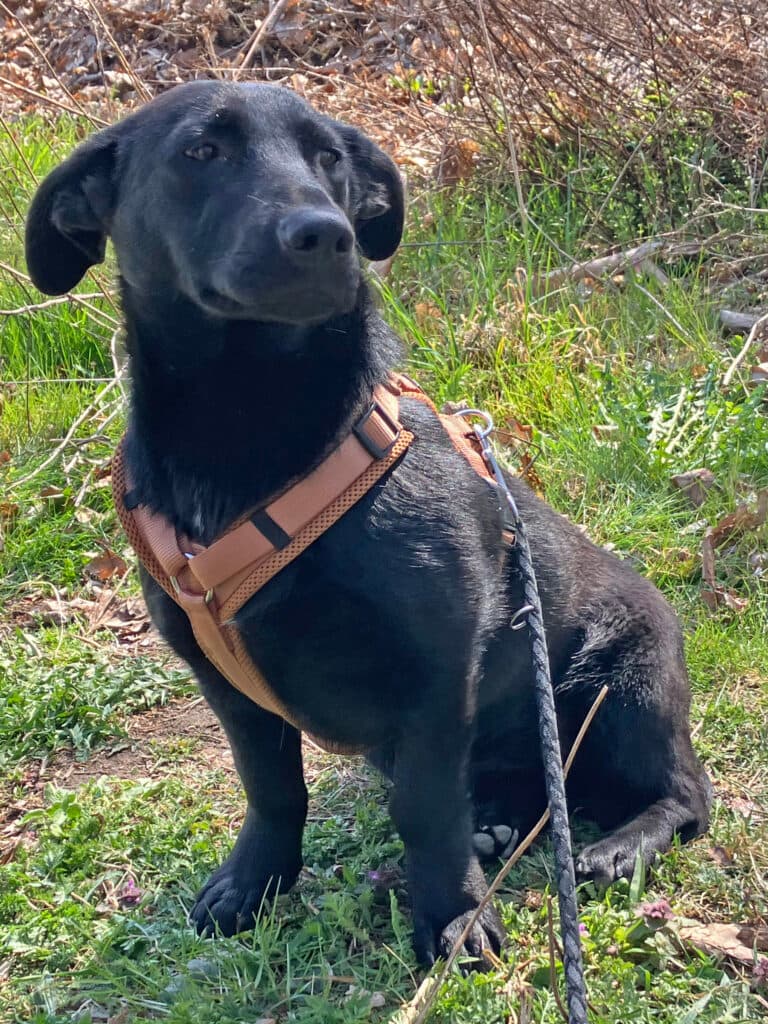 Mari - Labrador Retriever - Bild 2