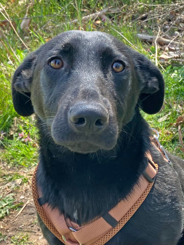 Mari - Labrador Retriever - Bild 6