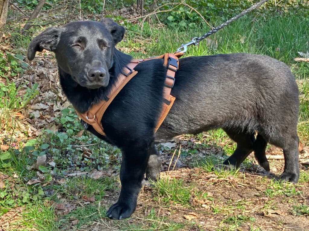 Labrador Retriever-Mix Mari