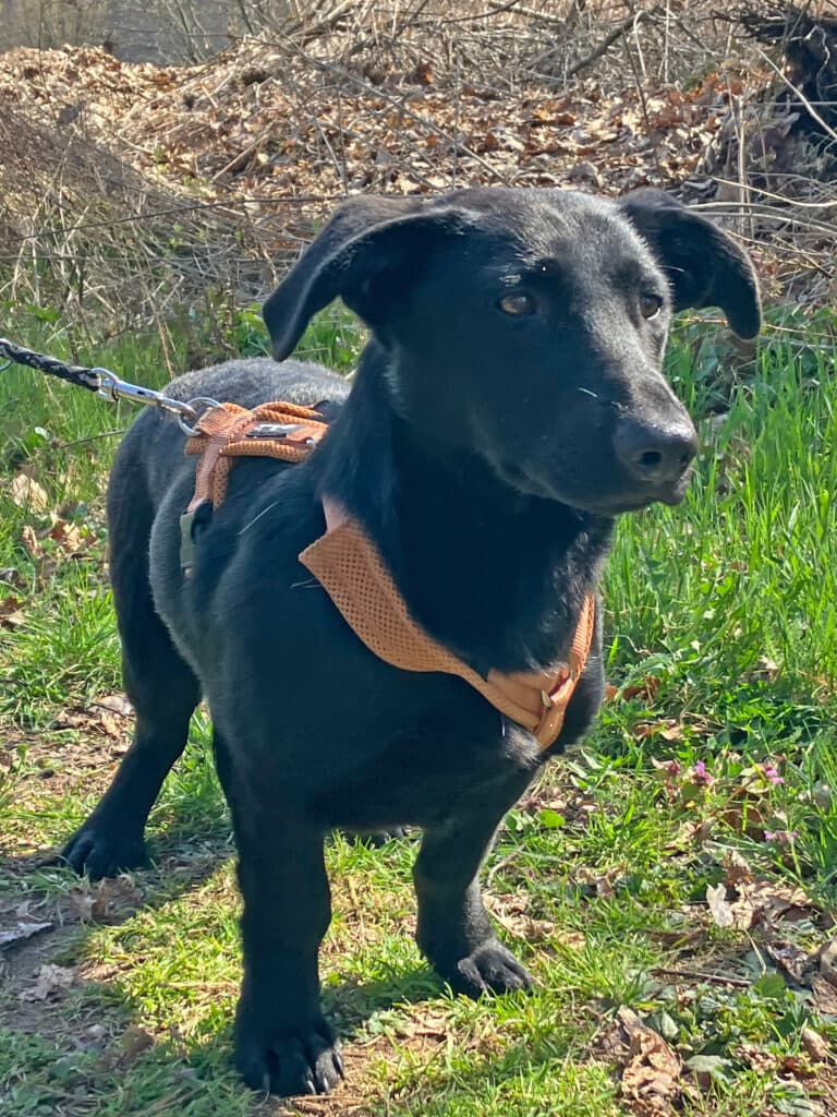 Mari - Labrador Retriever - Bild 8