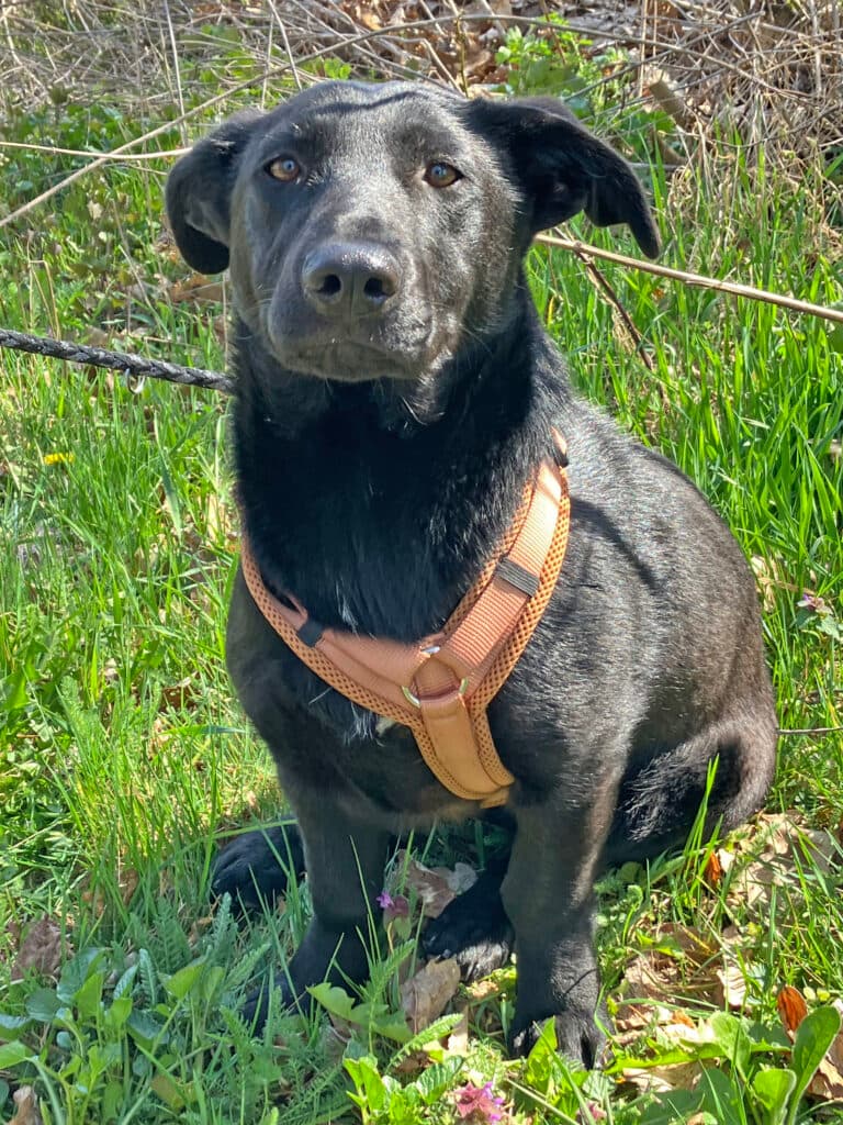 Mari - Labrador Retriever - Bild 4