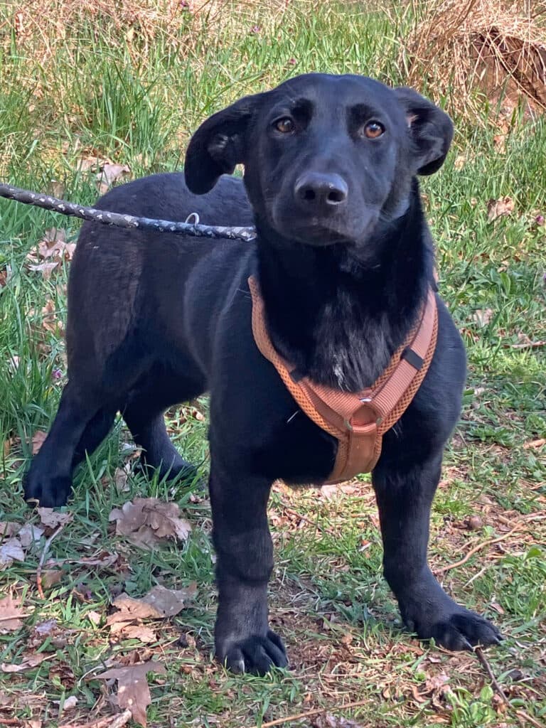 Mari - Labrador Retriever - Bild 3