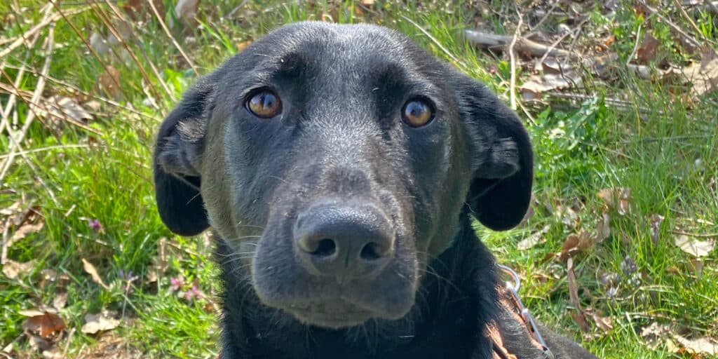 Mari - Labrador Retriever - Bild 9