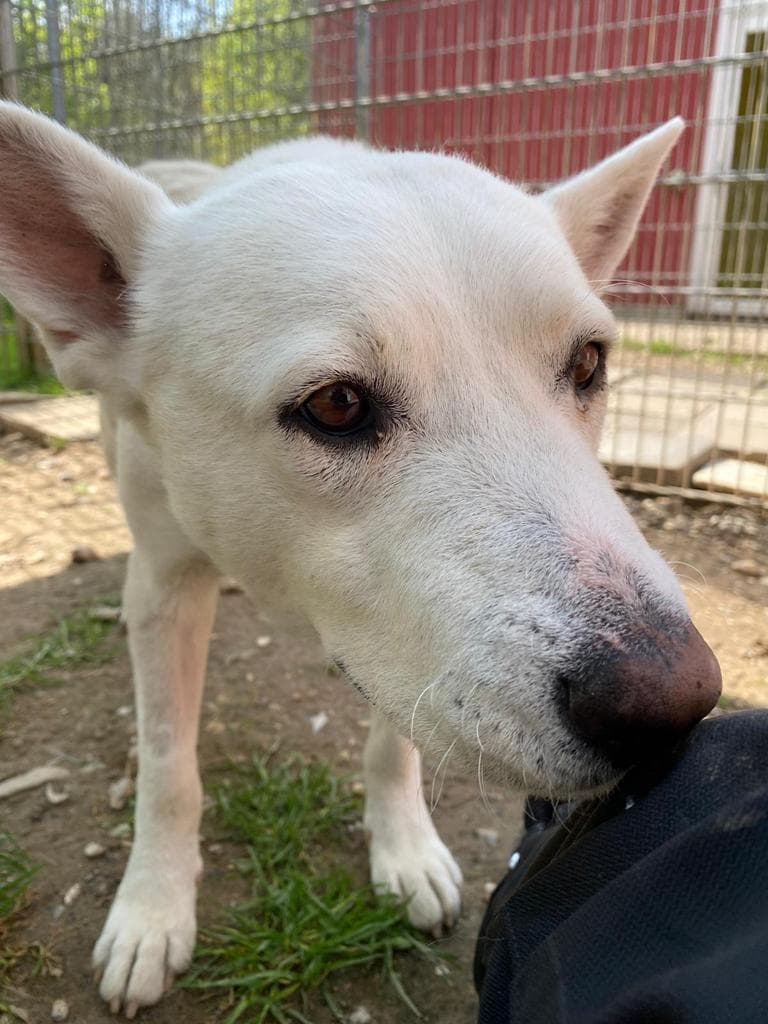 Hajnal - Labrador Retriever, Deutscher Schäferhund - Bild 6