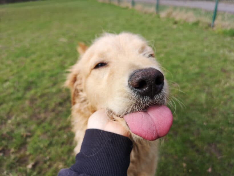 Rhodesian Ridgeback-Mix Balou