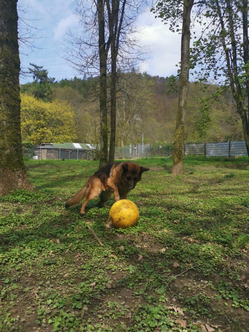 Samy - Deutscher Schäferhund - Bild 13