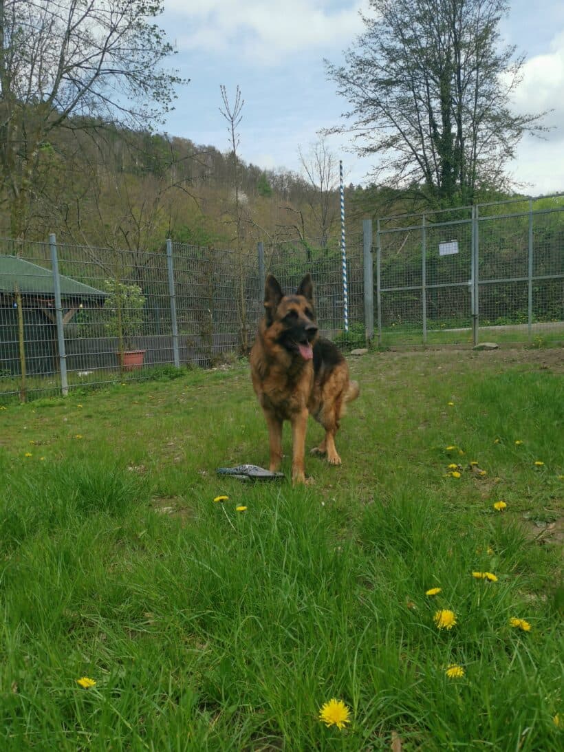 Samy - Deutscher Schäferhund - Bild 12