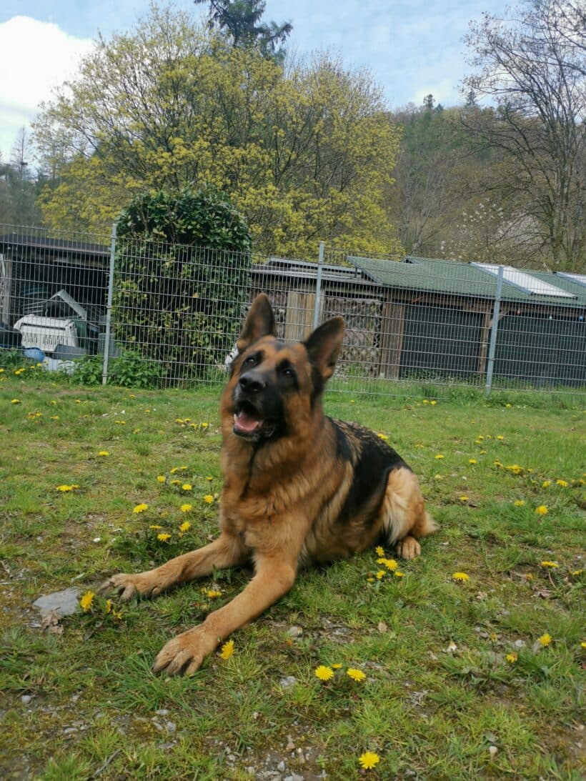 Samy - Deutscher Schäferhund - Bild 6