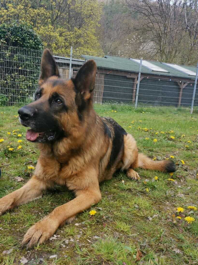 Samy - Deutscher Schäferhund - Bild 4