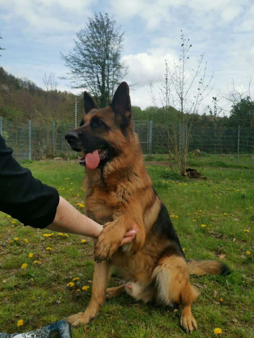 Samy - Deutscher Schäferhund - Bild 3
