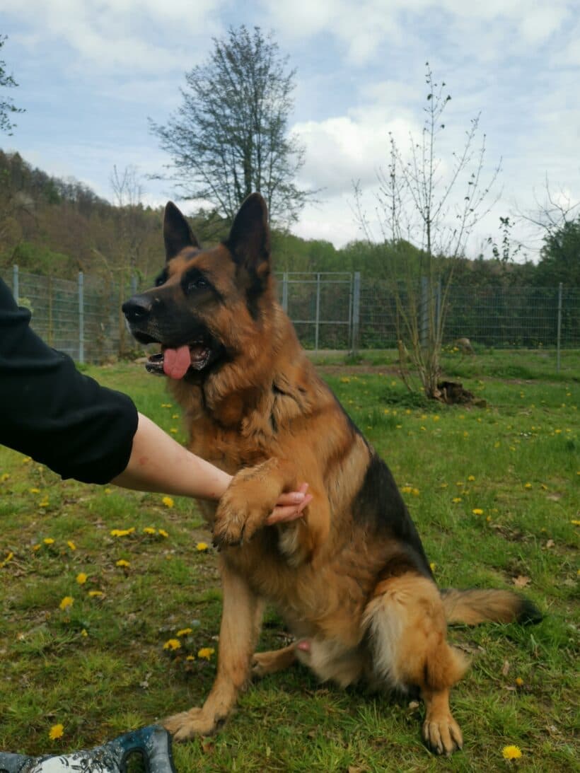 Samy - Deutscher Schäferhund - Bild 10