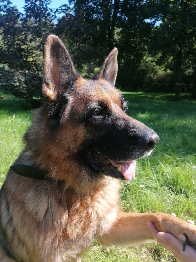 Samy - Deutscher Schäferhund - Bild 14