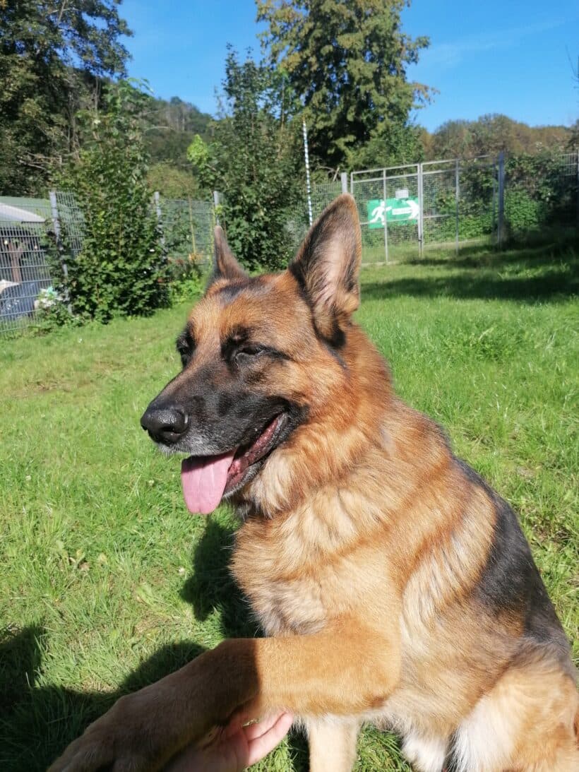 Samy - Deutscher Schäferhund - Bild 9